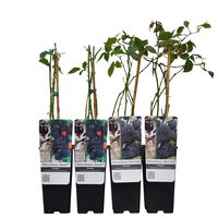 Brombeeren 'Navaho'® Arapaho(s) & 'Black Satin', 4er-Set, Topf je 2 Liter