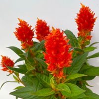 Celosia 'Kelos Fire Orange' orange, Topf-Ø 12 cm, 6er-Set