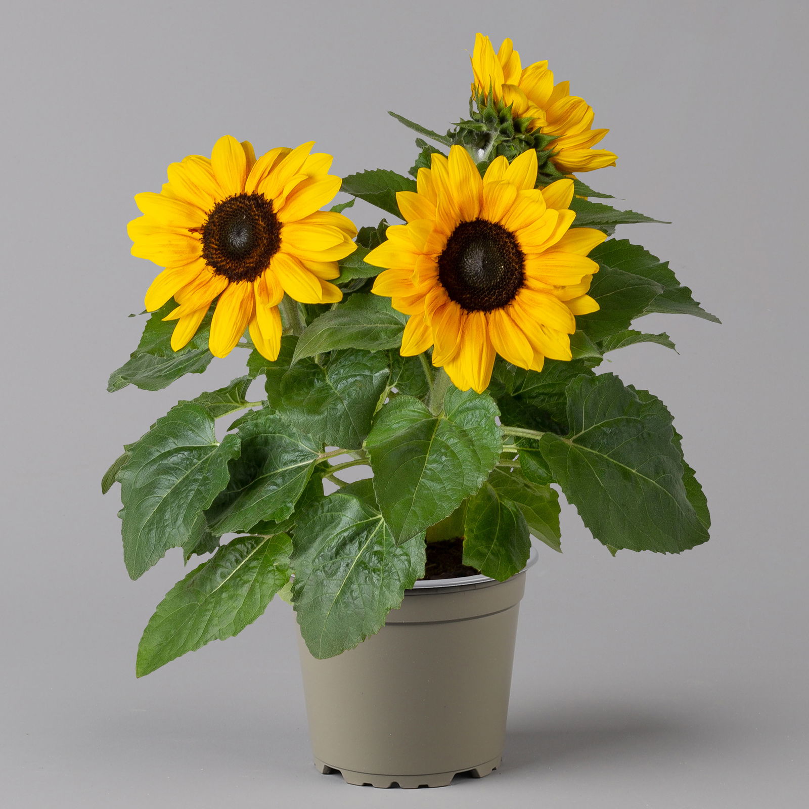 Sonnenblume verzweigt gelb, Topf-Ø 15 cm, 2er-Set