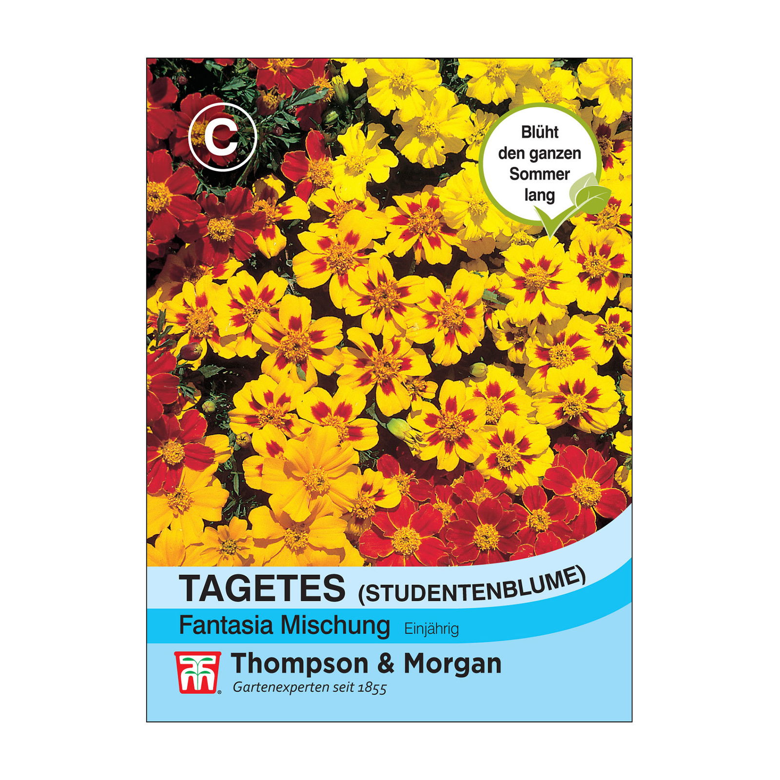 Samen, Tagetes, Studentenblume 'Fantasia', gelb-rot