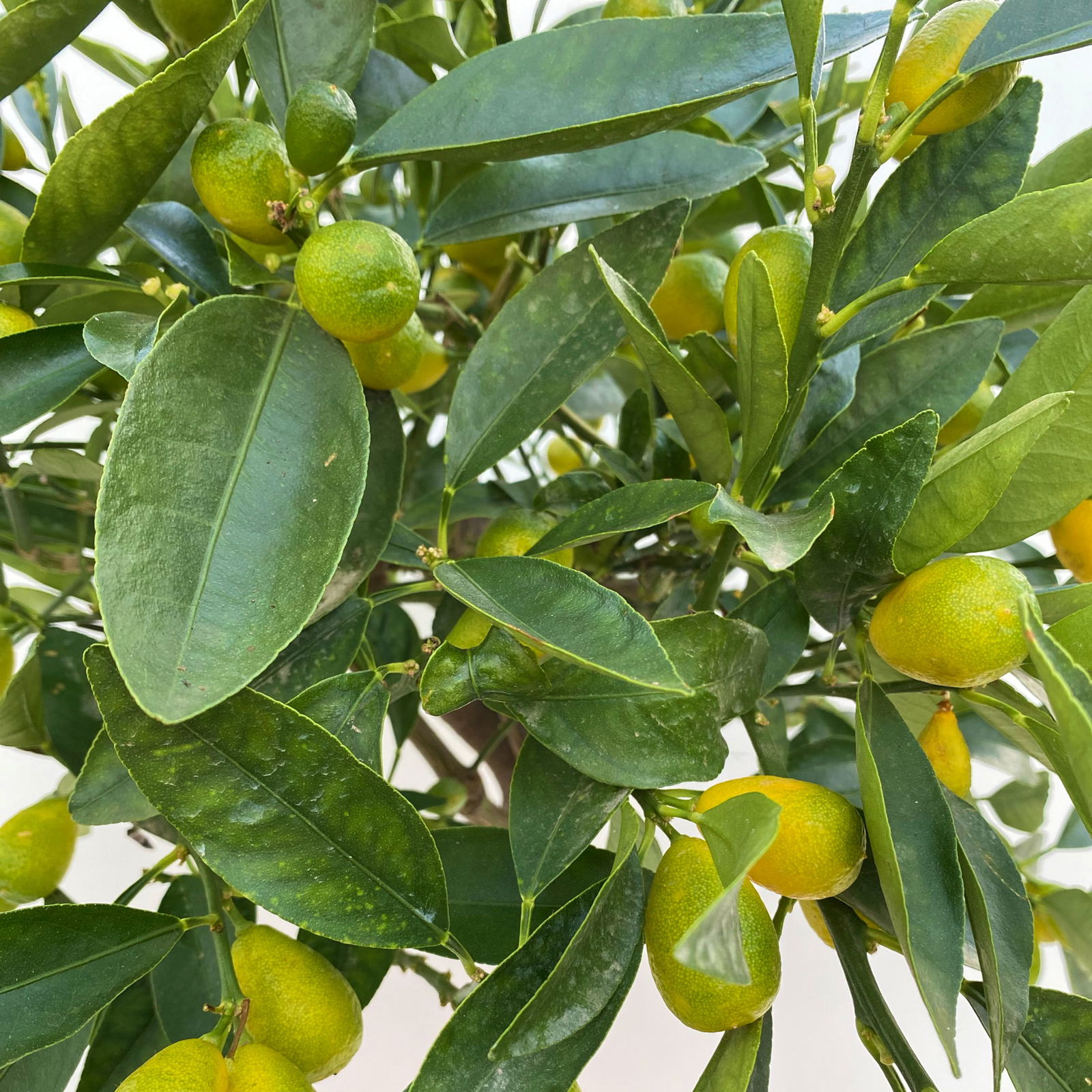 Kumquat, Stämmchen, Topf-Ø 20 cm, Höhe ca. 60-70 cm