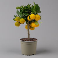 Calamondin, Mini-Stamm, Topf-Ø 15 cm