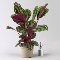 Calathea 'Medaillon', Topf-Ø 19 cm, Höhe ca. 60-80 cm