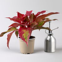 Aglaonema 'Crete Flame', Topf-Ø 12 cm, Höhe ca. 35 cm