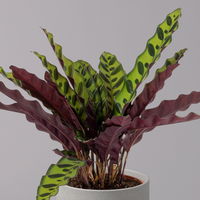 Korbmarante, Goeppertia lancifolia syn. Calathea, Topf-Ø 14 cm, Höhe ca. 30-50cm