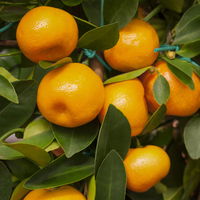 Calamondin, Mini-Stamm, Topf-Ø 15 cm