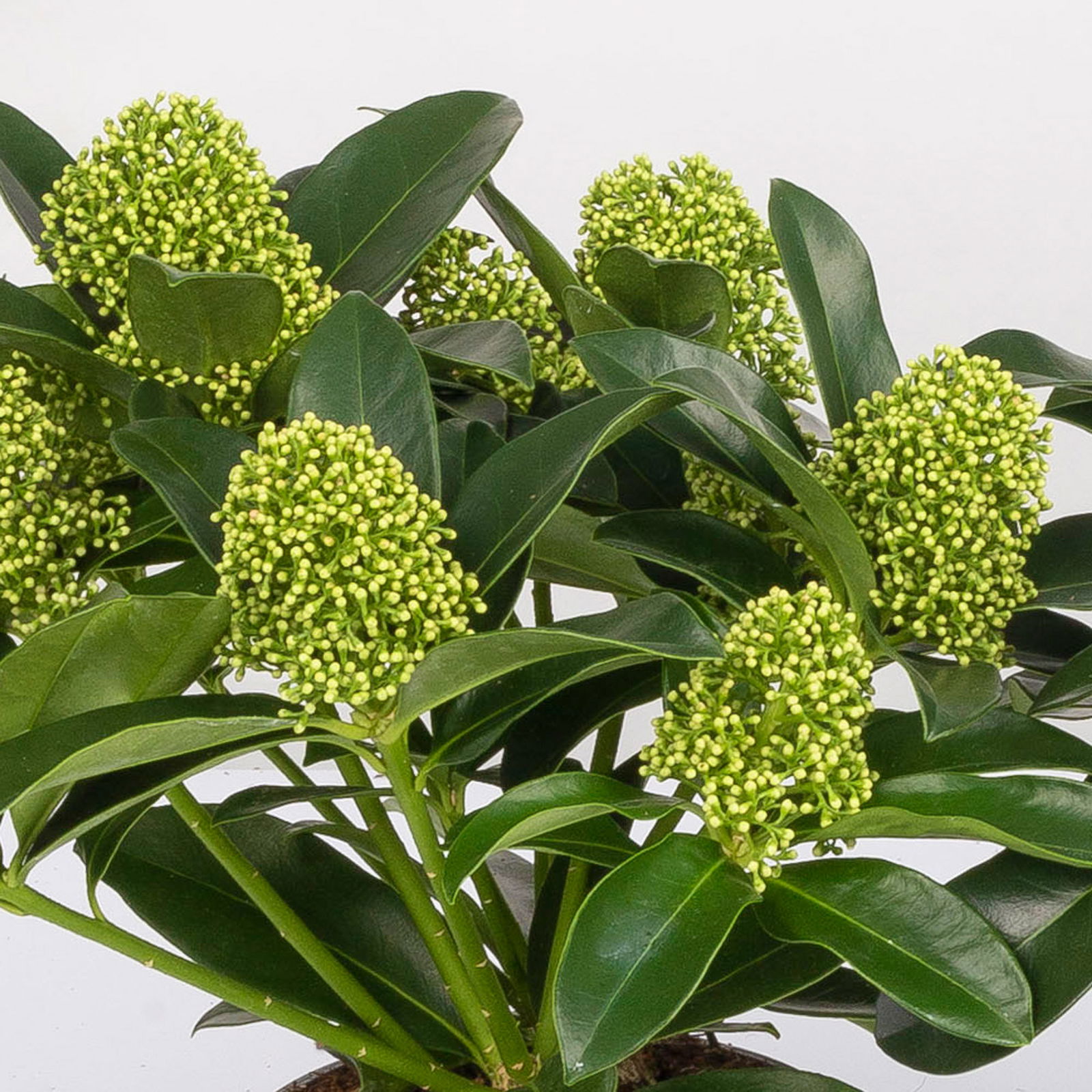 Blütenskimmie 'White Globe'®, Skimmia japonica, weiß, 2er Set, Topf 13 cm Ø