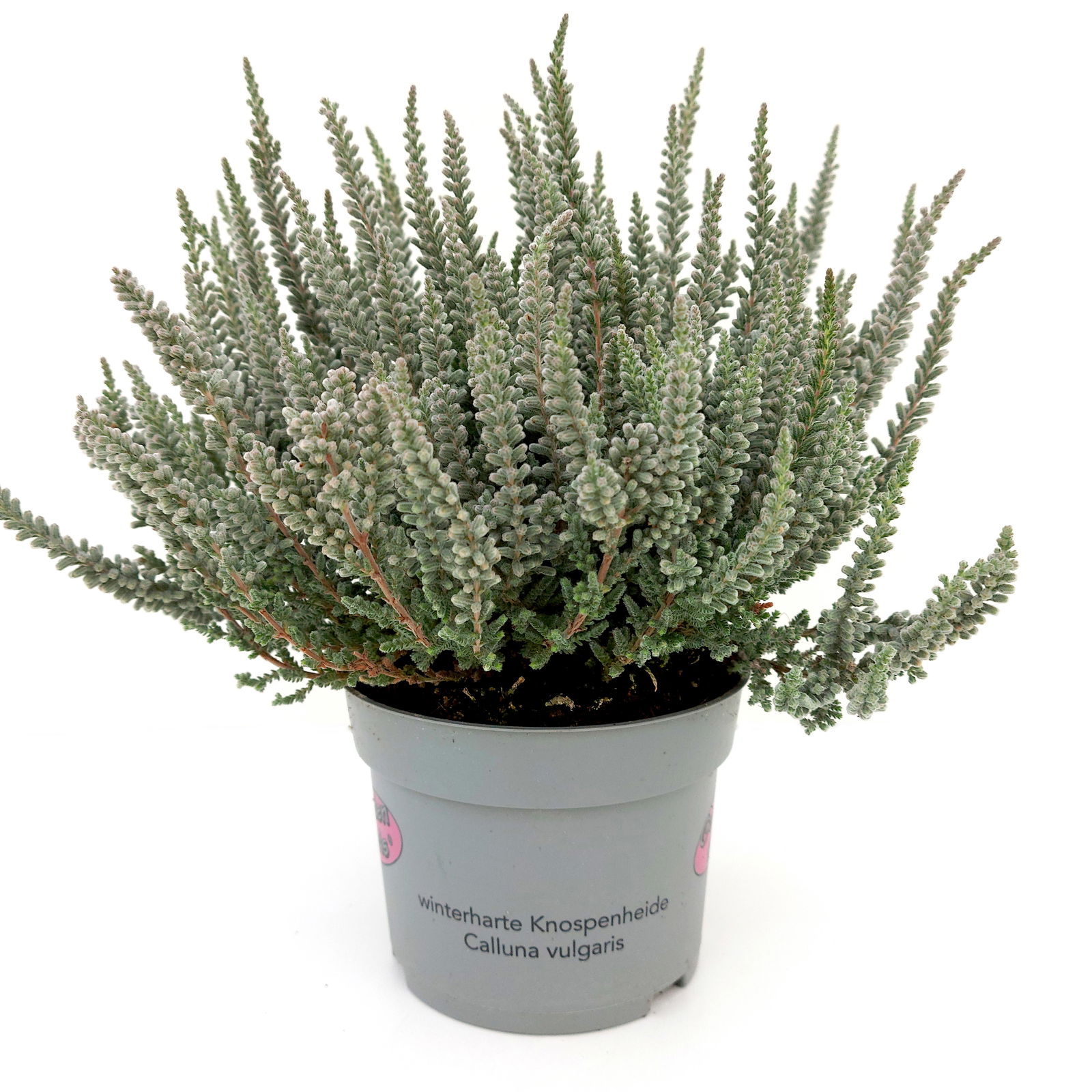 Calluna Fluffy® silberlaubig, Topf-Ø 11 cm, 6 Stück