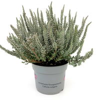 Calluna Fluffy® silberlaubig, Topf-Ø 11 cm, 6 Stück