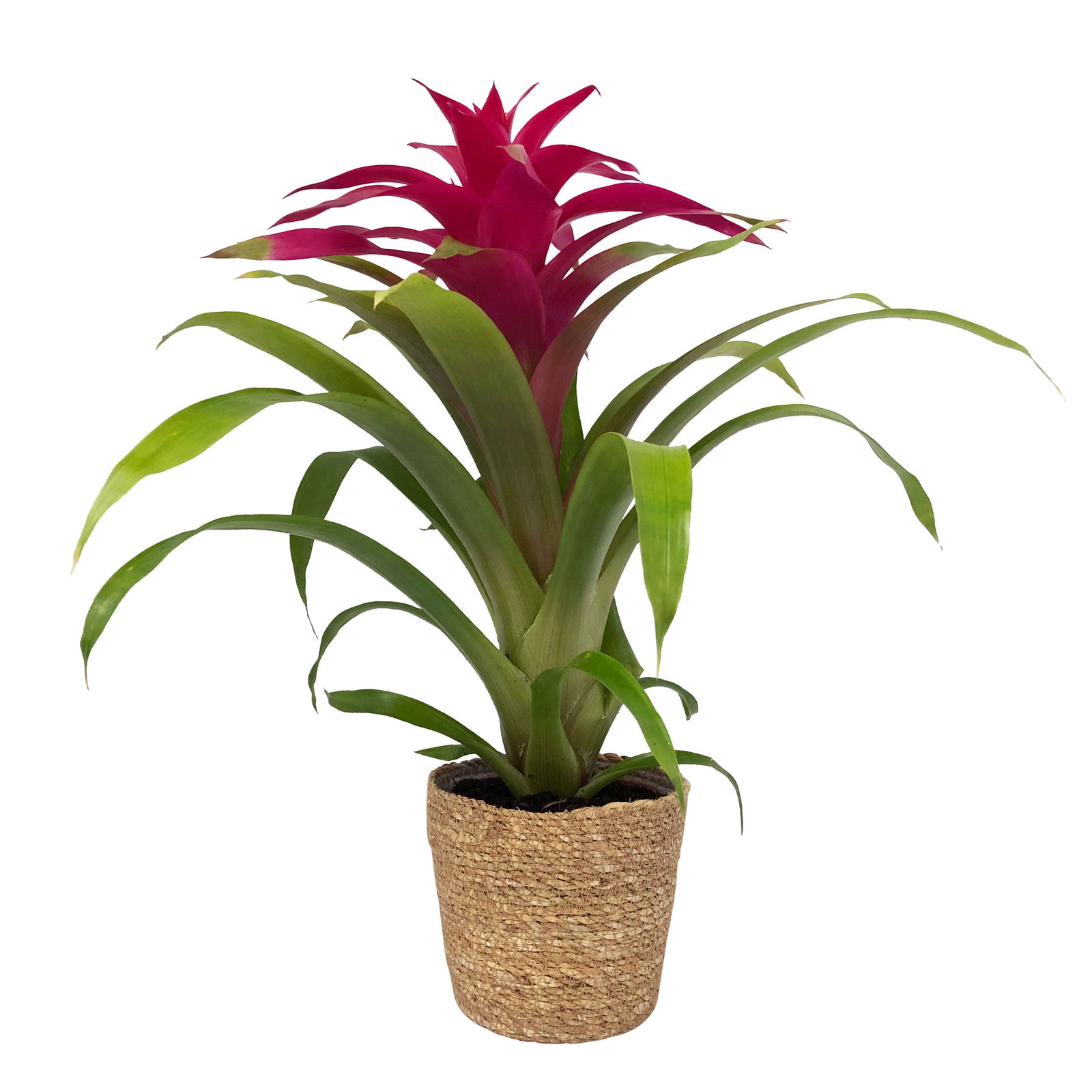 Guzmania 'Deseo Pink', pink, Topf-Ø 12 cm, mit Korb Maki, Höhe ca. 50 cm