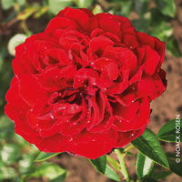 Kletterrose 'Belkanto®', samtrot, Topf 5 Liter