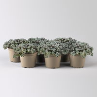 Spatelblättriges Garten-Fettblatt 'Cape Blanco' gelb, Topf-Ø 12 cm, 6er-Set