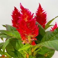 Celosia 'Kelos Fire Red' rot, Topf-Ø 12 cm, 6er-Set