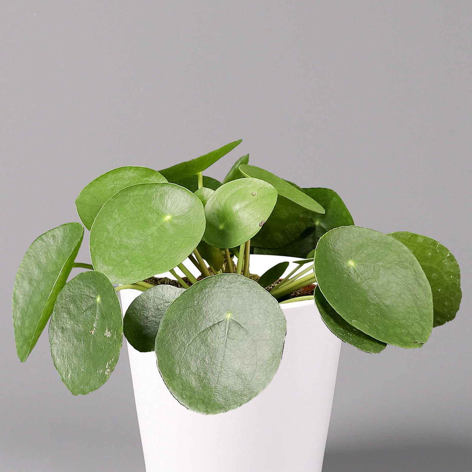 Pilea peperomioides in Topf Dallas weiß, Topf-Ø 12 cm, Höhe ca. 20 cm