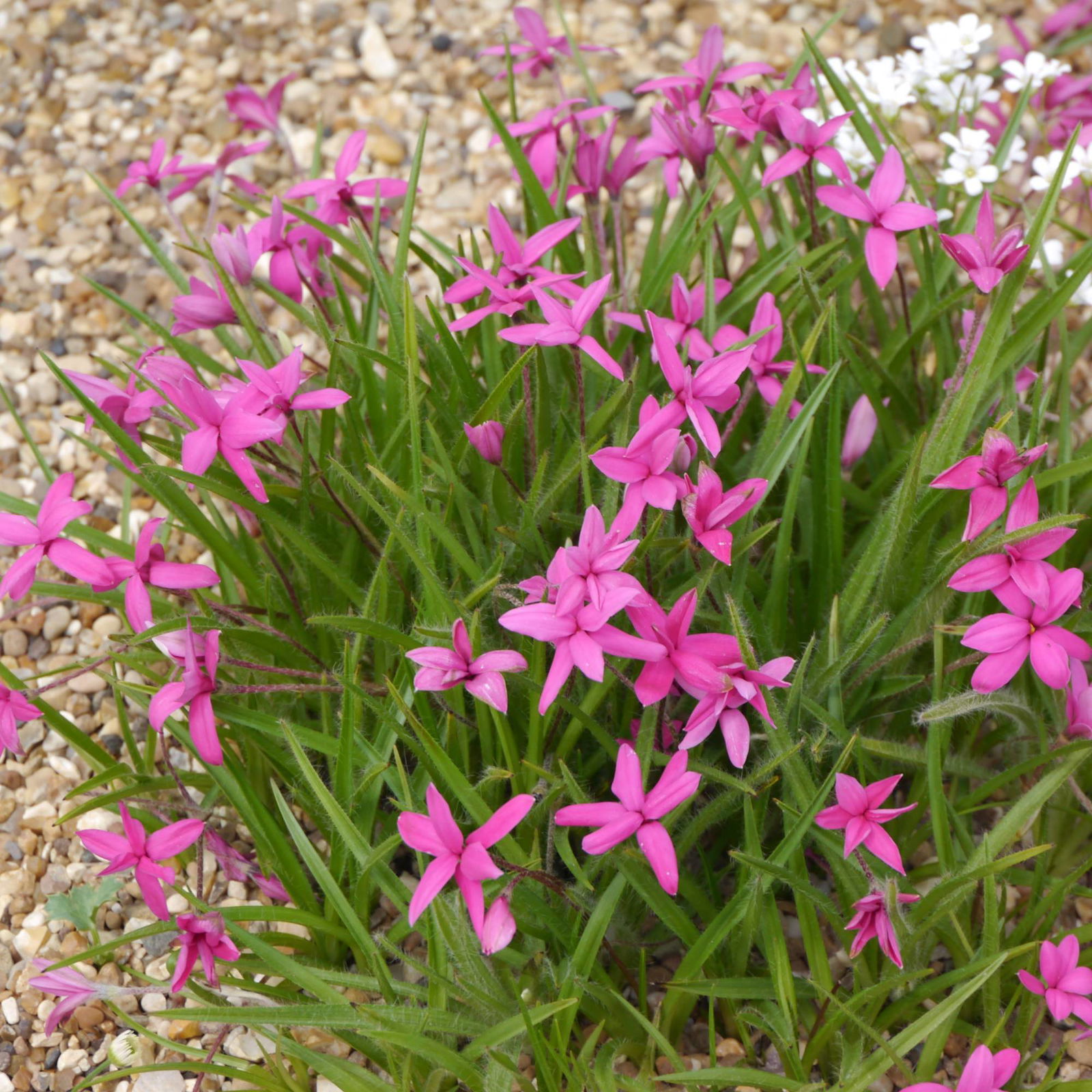 Rhodohypoxis