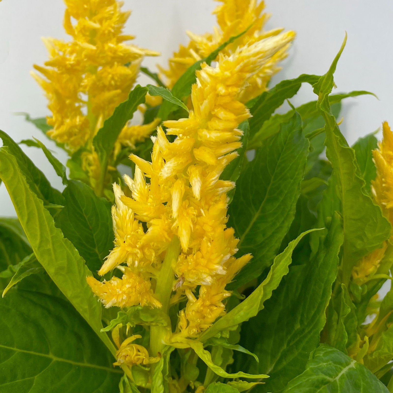 Celosia 'Kelos Fire Yellow' gelb. Topf-Ø 12 cm, 6er-Set