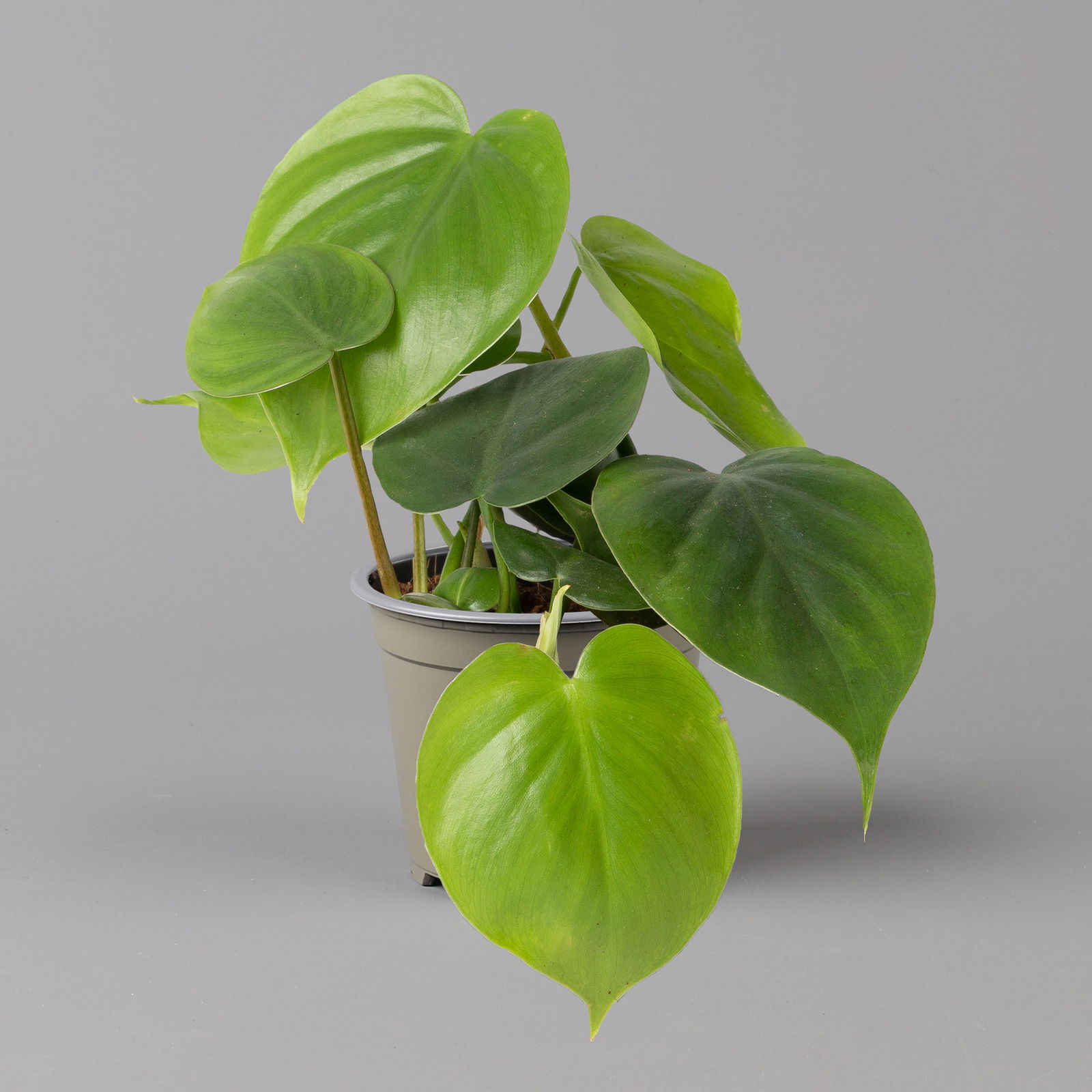 Philodendron scandens, Höhe ca 20 cm, Topf 12 cm Ø, 3er-Set