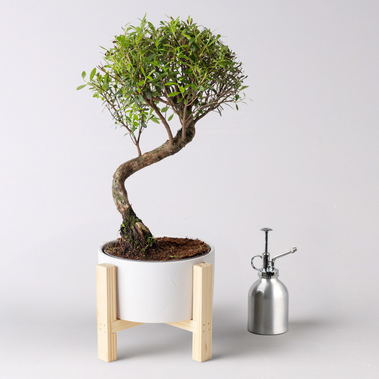 Bonsai in Schale inkl. Holzständer, Art zufällig, Topf-Ø 19cm, Höhe ca. 35 cm