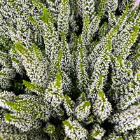 Calluna 'First Ladies®' weiß, Topf-Ø 11 cm, 6 Stück