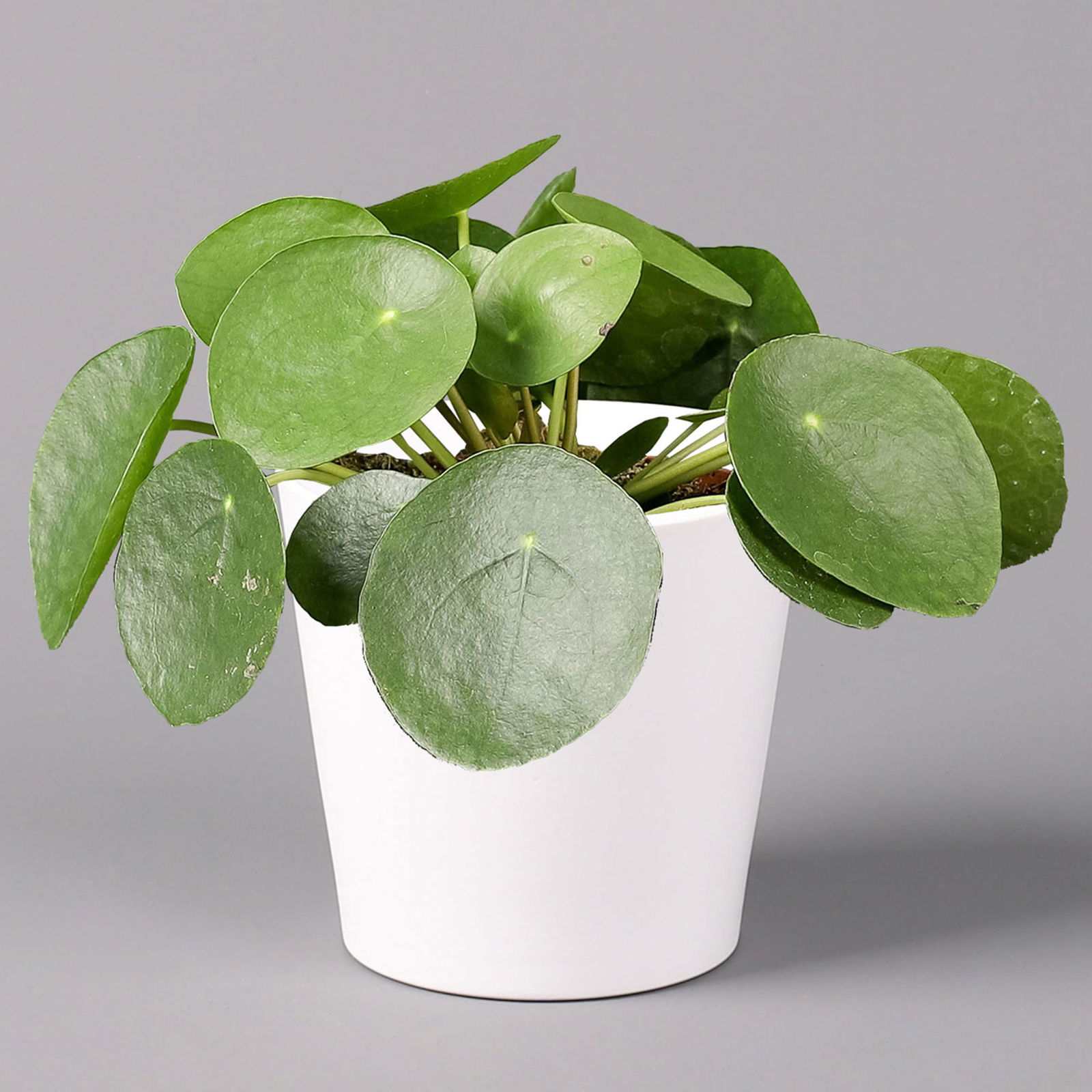 Pilea peperomioides in Topf Dallas weiß, Topf-Ø 12 cm, Höhe ca. 20 cm