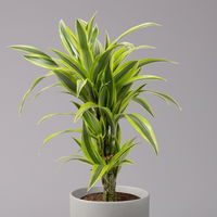 Duftender Drachenbaum 'Lemon Lime', Topf-Ø 21 cm, verzweigt, Höhe ca. 70 cm