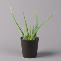 Aloe vera mit Keramiktopf anthrazit, Topf-Ø 12 cm, Höhe ca. 20-35 cm, 2er-Set