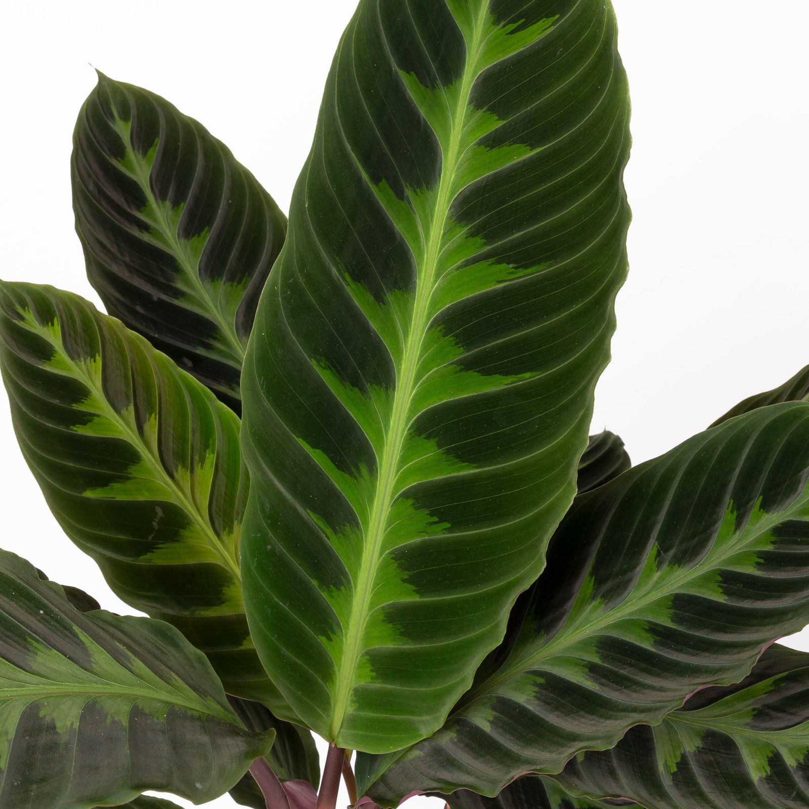 Calathea warscewiczii, Topf-Ø 21 cm. Höhe ca. 80 cm