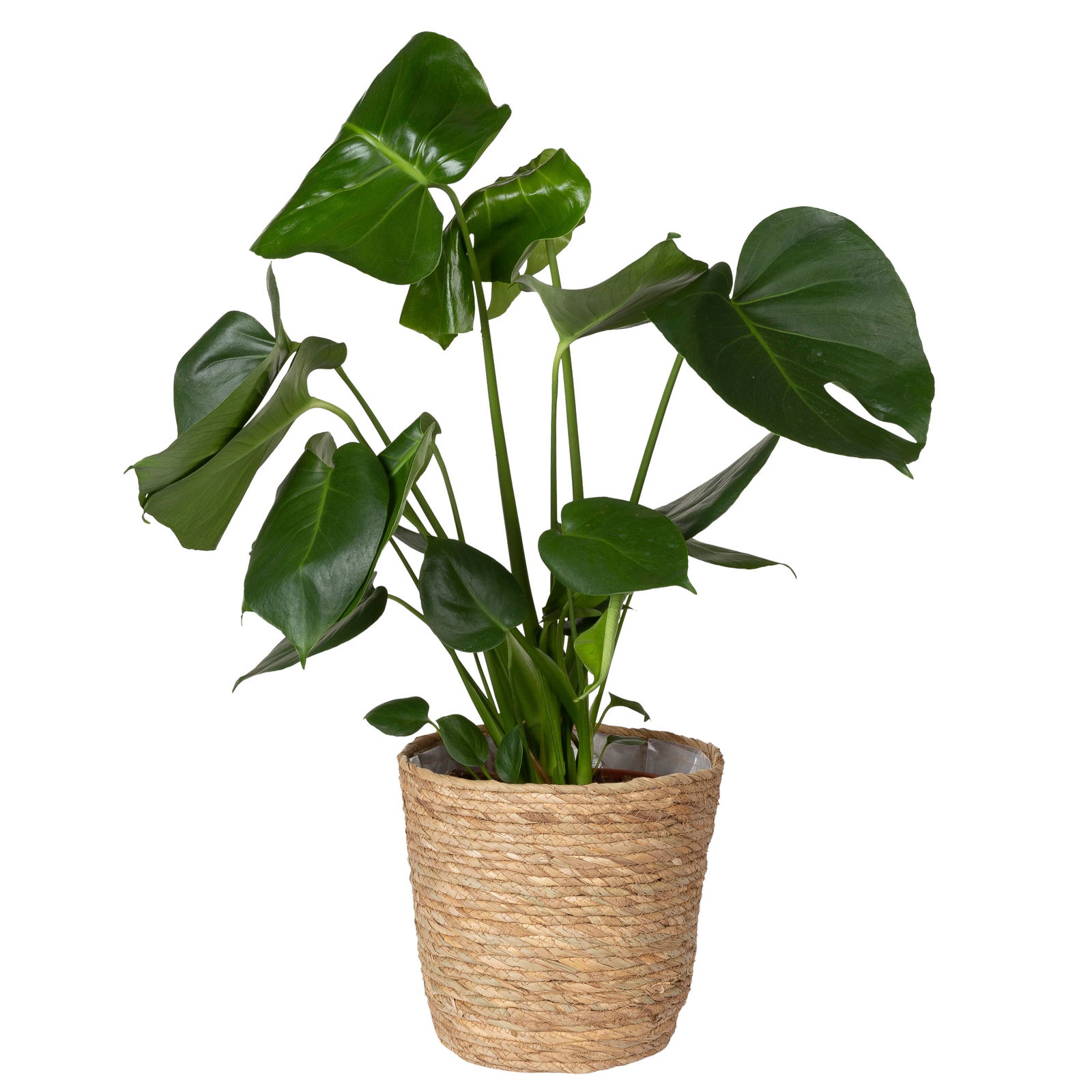 Monstera deliciosa in Korb Osaka, Topf-Ø 21 cm, Höhe ca. 50-70 cm