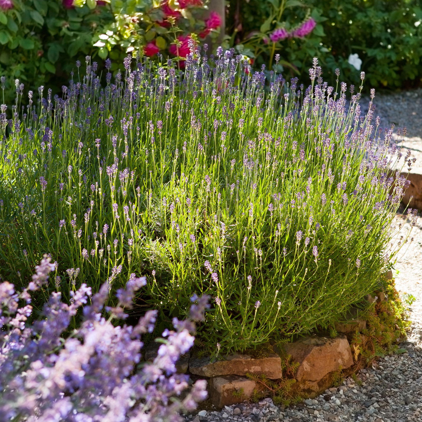 Lavendel, Ballen-Ø ca. 7 cm, 3x 6er-Tray