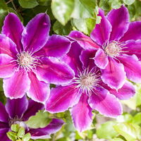 Clematis 'Dr. Ruppel' hellrosa mit pinkem Streifen, Topf 2 Liter, 2er-Set