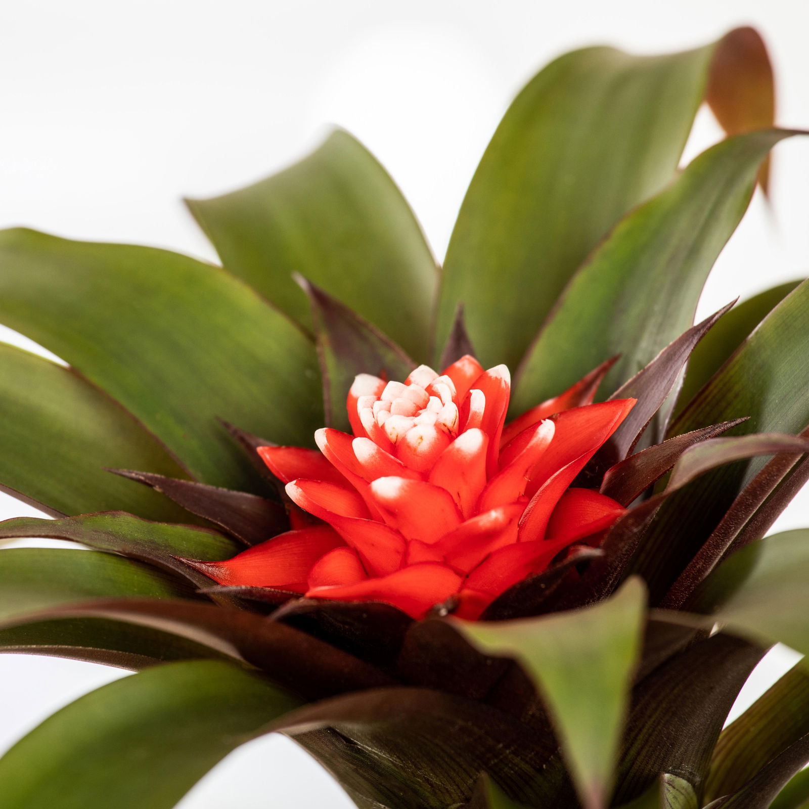 Guzmania 'Hope', rot-weiß, Topf-Ø 13 cm, Höhe ca. 45 cm