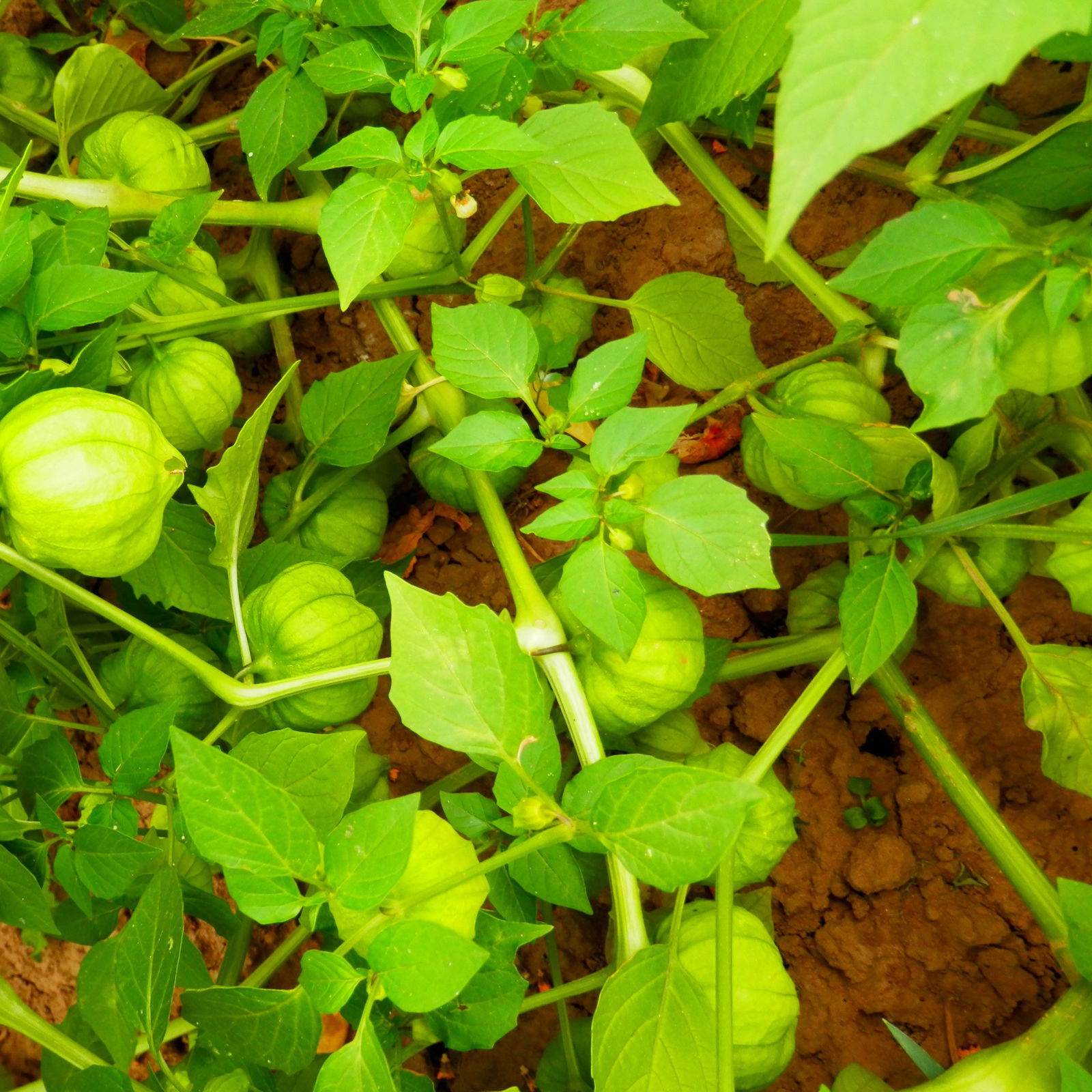 Physalissamen, Tomatillo 'Aurora'