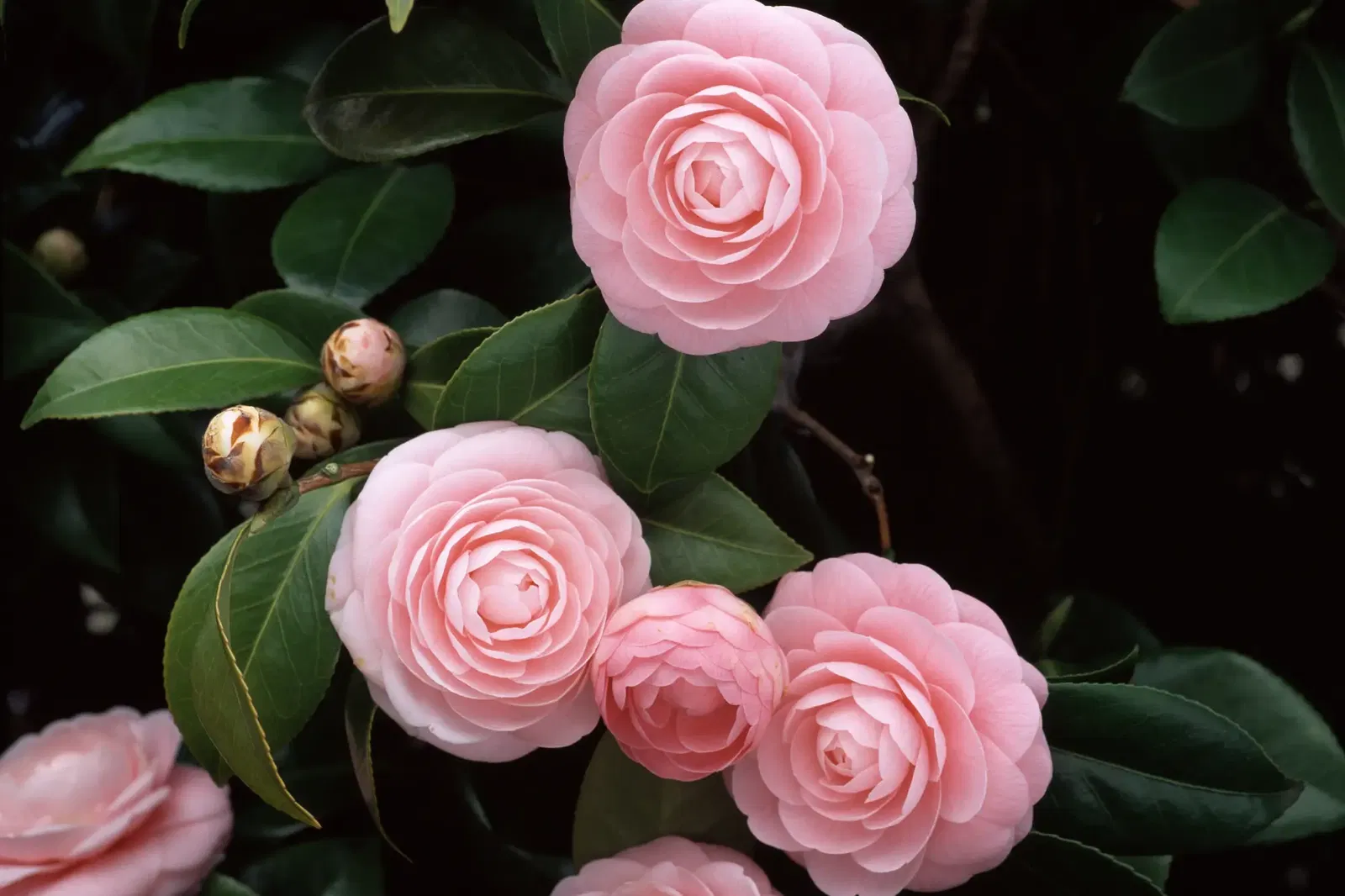 Kamelien Blüten in rosa