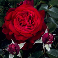 Duftende Edelrose 'Admiral®', rubinrot, Topf 5 Liter