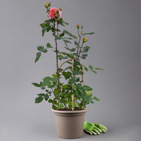 Duftende Edelrose 'Augusta Luise®', rose-aprikot, Doppelbogen, Topf 7,5 Liter