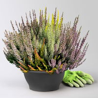 Knospenheide 'Mosaica®' mehrfarbig, Schalen-Ø 23 cm