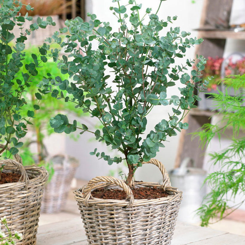 Eucalyptus gunnii 'Azura®', Topf-Ø 19 cm