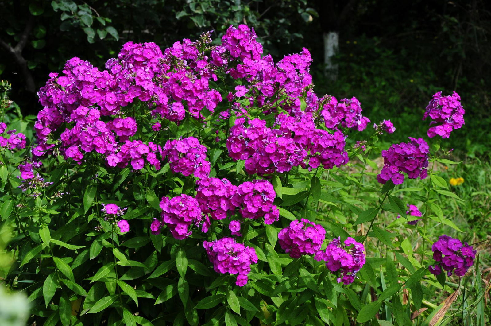 Phlox