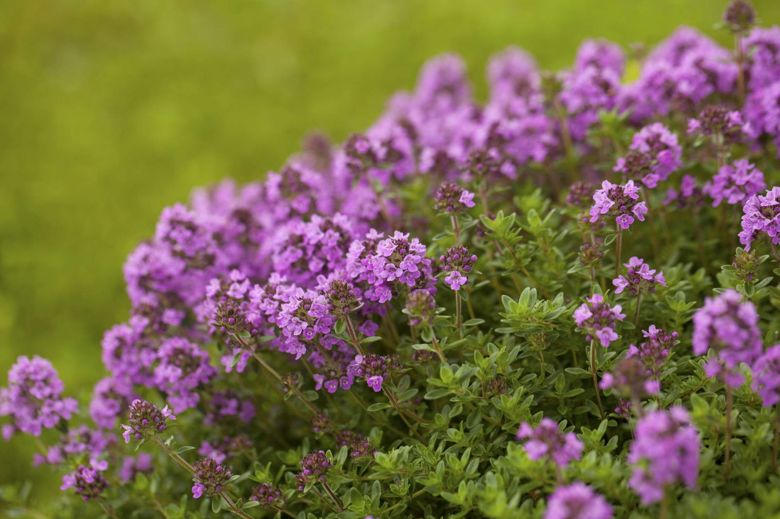 Thymian (Thymus vulgaris)