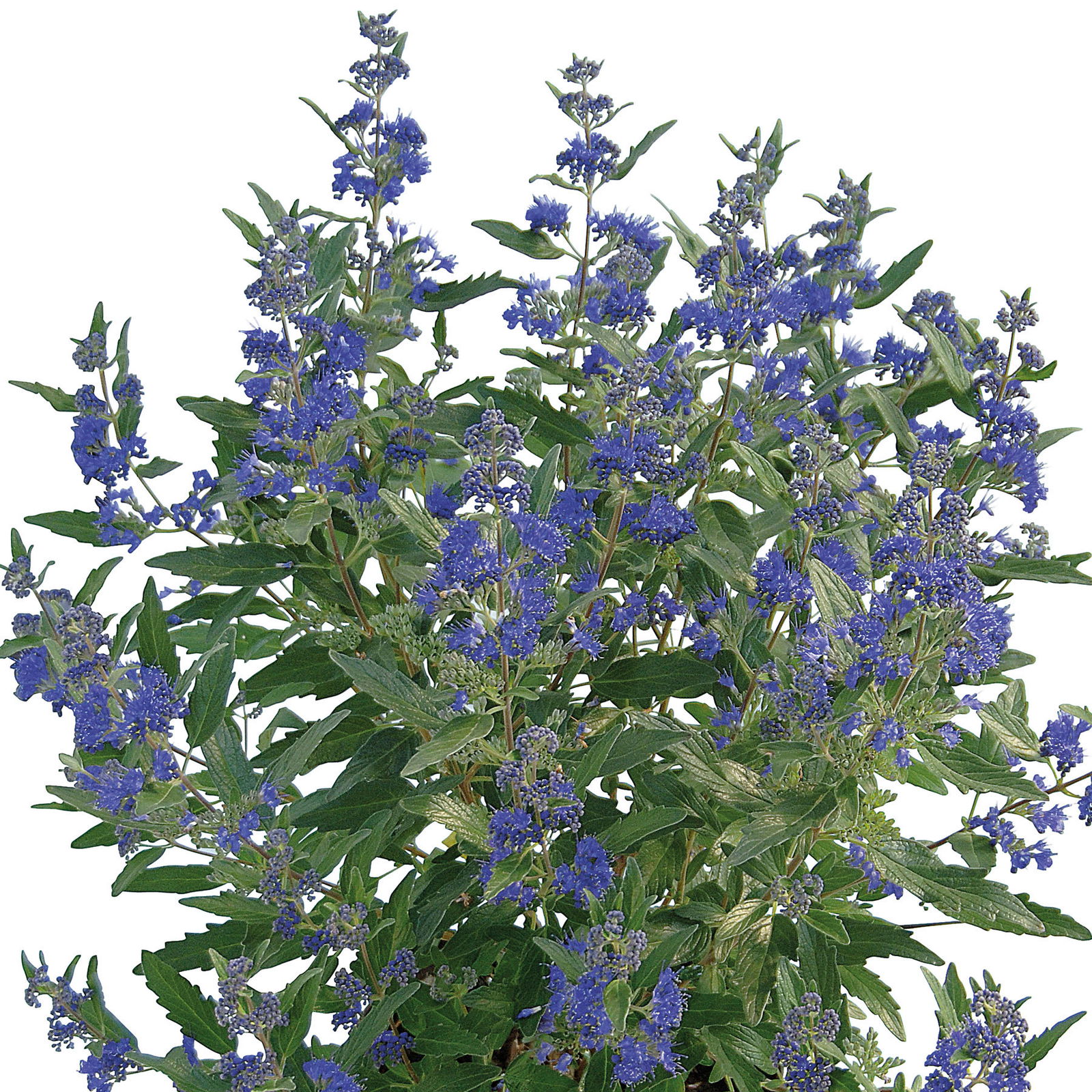 Bartblume 'Blue Cloud®', dunkelblau, Topf 5 Liter