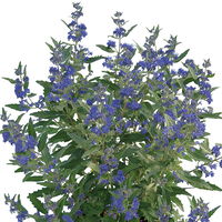 Bartblume 'Blue Cloud®', dunkelblau, Topf 5 Liter