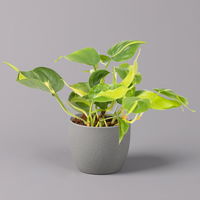 Philodendron 'Brasil', Topf-Ø 12 cm, Höhe ca. 15-20 cm, 3er-Set