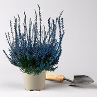 Knospenheide 'Picasso', blau & weiß gefärbt, Topf-Ø 12 cm, 6er-Set