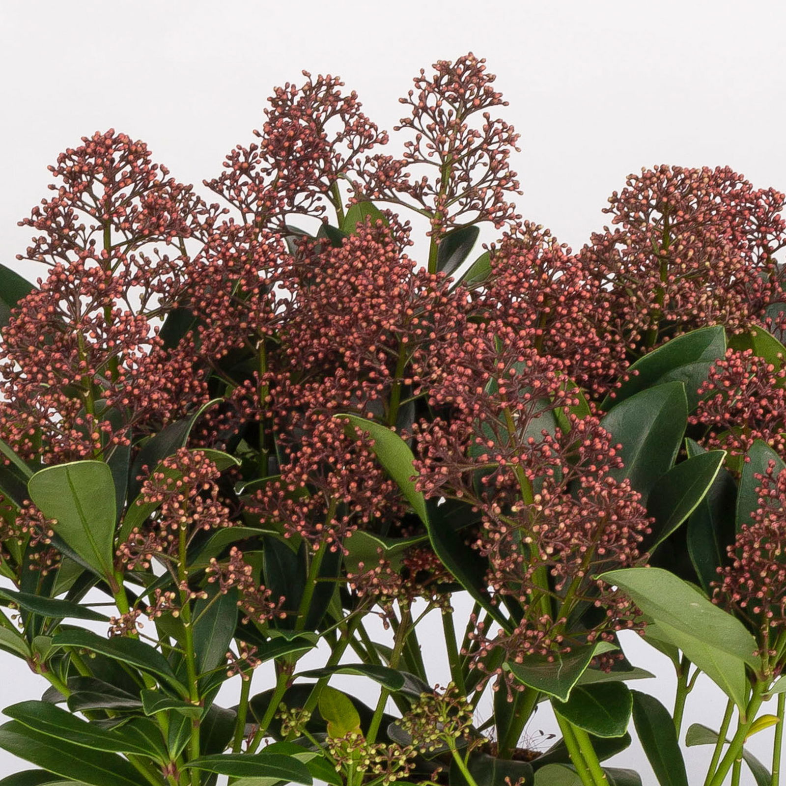 Blütenskimmie ‘Rubella’, Skimmia japonica, rot, 4er Set, Topf 10,5 cm Ø