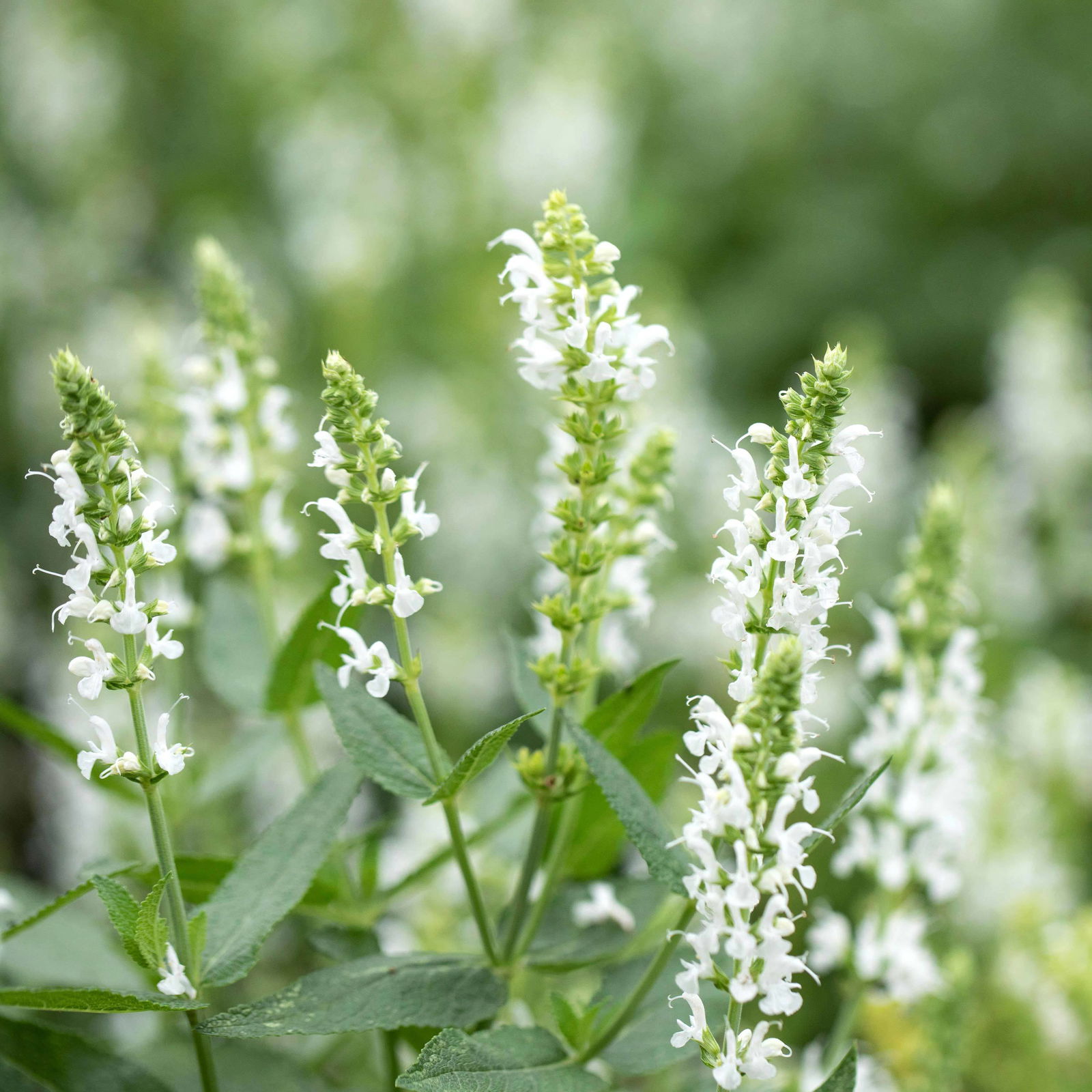 Bio Salvia nemorosa 'Adrian' weiß, Topf-Ø 11 cm, 3er-Set