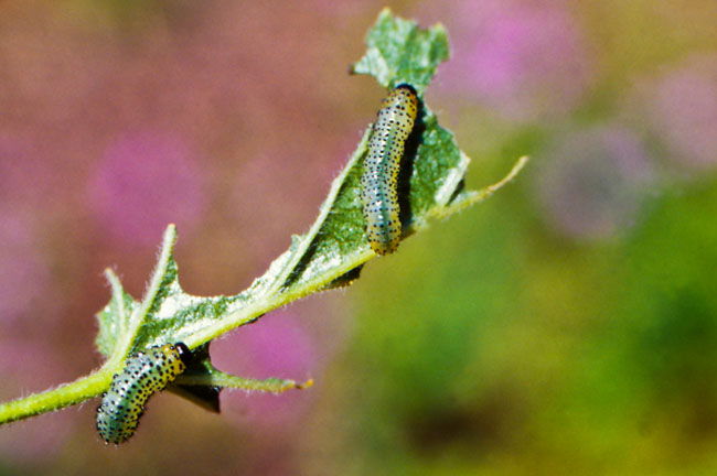 Stachelbeerblattwespe