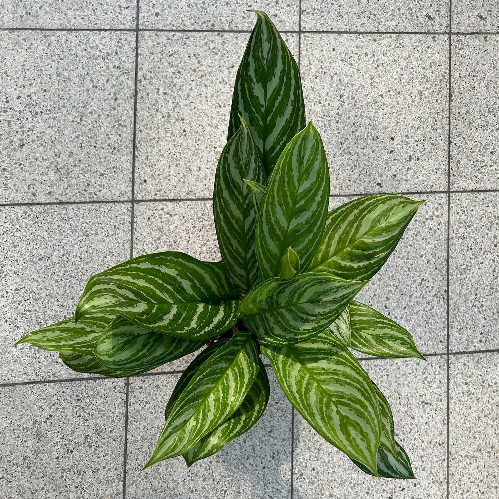 Aglaonema 'Stripes', Topf-Ø 17 cm, Höhe ca. 50 cm