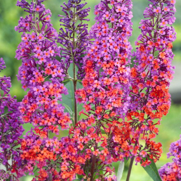 Schmetterlingsflieder 'Bicolor', blau-tieforange, Höhe ca 30-60cm, Topf 5 Liter