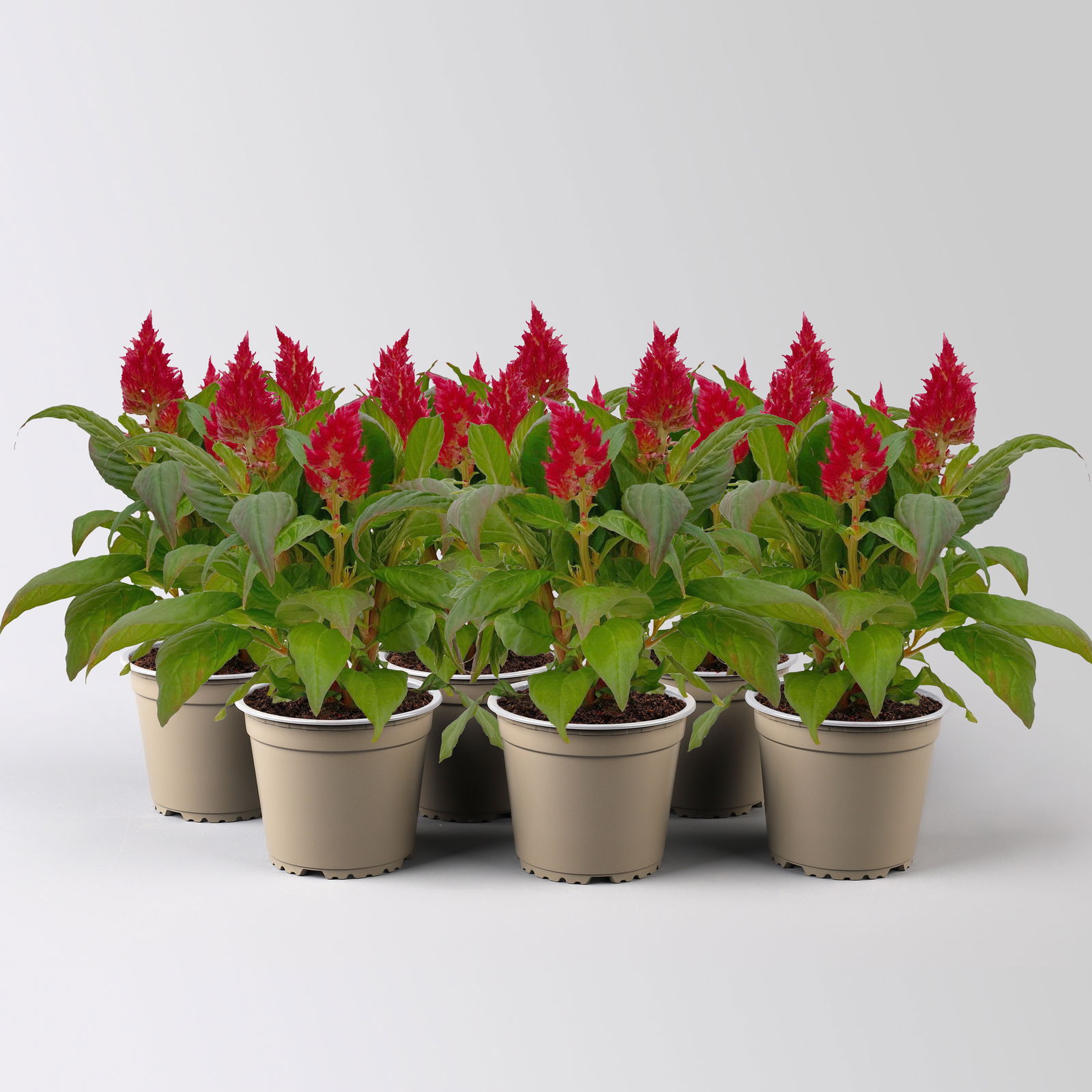 Celosia 'Kelos Fire Red' rot, Topf-Ø 12 cm, 6er-Set