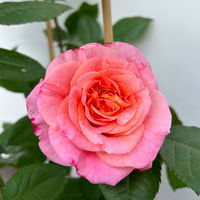 Duftende Edelrose 'Augusta Luise®', rose-aprikot, Doppelbogen, Topf 10 Liter